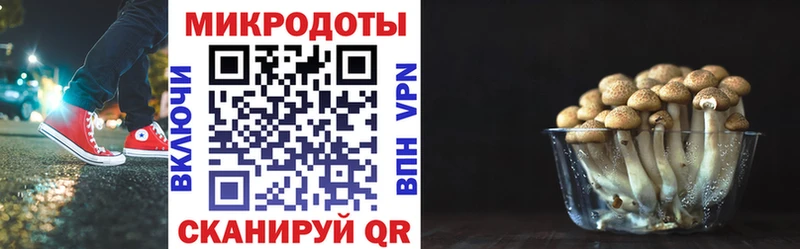 Псилоцибиновые грибы Psilocybine cubensis Балтийск